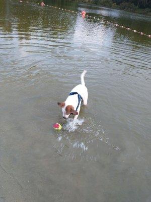 Dog beach & swimming area.