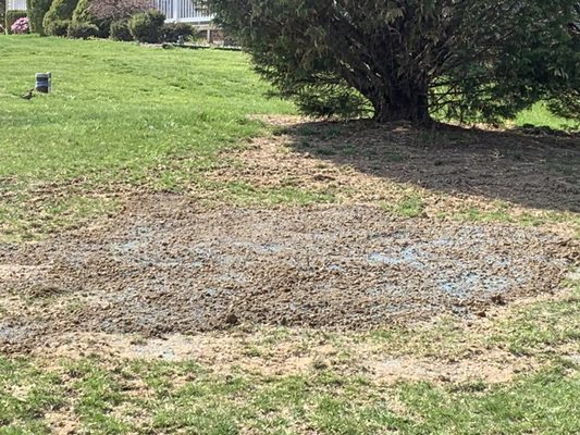 36 inch stump after with clean up and top soil