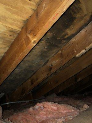 Attic Mold Removal