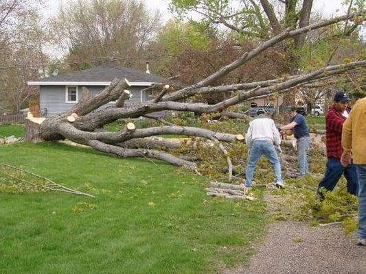 Tree services