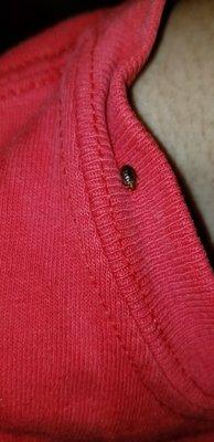 Bed bug on customer t-shirt.