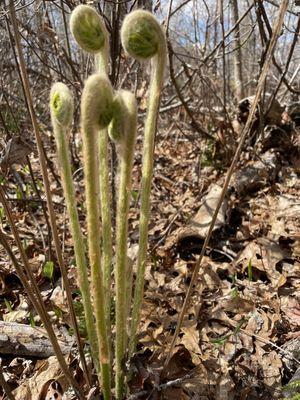 A sure sign of spring: Ferns making their entrance