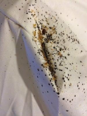 Signs of Bed bugs.  Black fecal spotting, bed bugs and exoskeletons