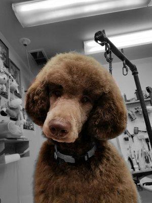 Handsome Standard Poodle boy, Teddy