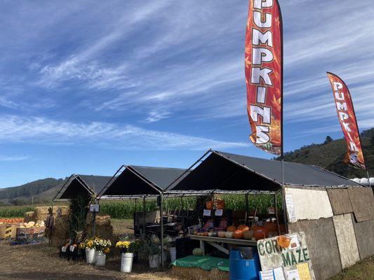 Repetto's Pumpkins and Corn Maze