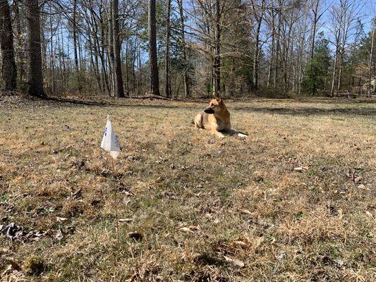 Jax enjoying a nice day in his yard