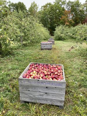 Orchards