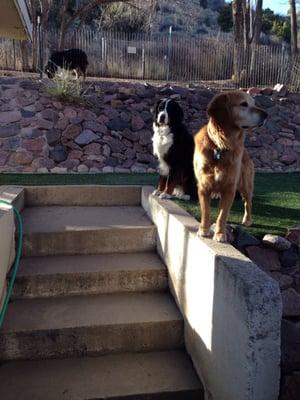 I accept friendly, safe dogs of all sizes. Karma & Kobe are long-time guests enjoying their time here.