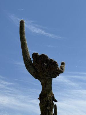 Crested saguaro