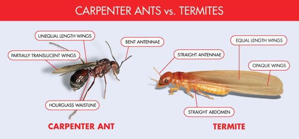 Carpenter ants vs. Termites