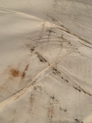 Disgusting mattress with dead bugs and dirt.