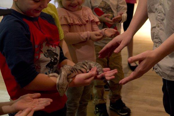 Teaching the kids how to properly hold Aurora the blue-tongued skink.