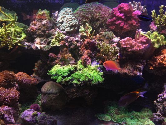 Reef Show Tank