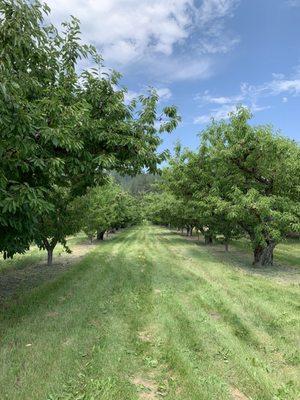 Sherman Creek Orchard