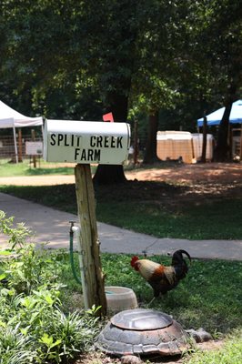 Mailbox with "Split Creek Farm" written on the side and rooster nearby.