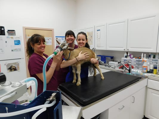 Kelley, Donna and our lovely summer Intern  Emily preparing our little goat for surgery!!!