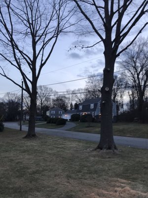 Nicely trimmed oaks