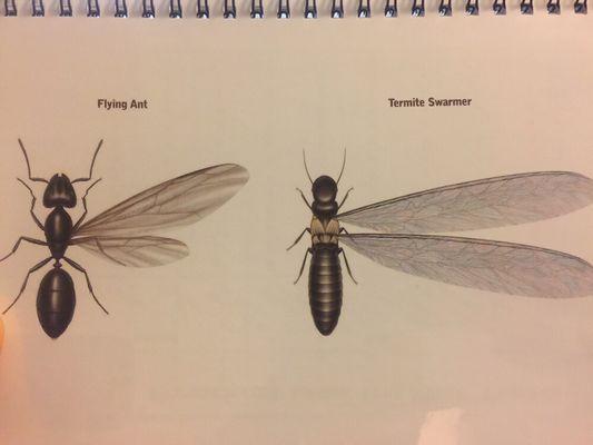 Flying Ant vs. Termite