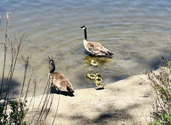 A family of Canadian Geese.