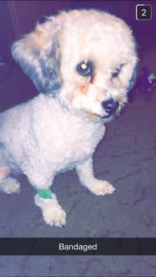 Her after photo. She only has the green band on because I took her to the vet.