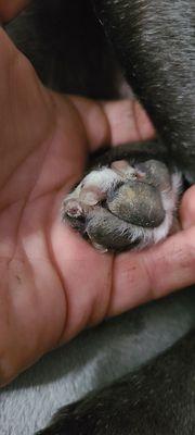 My dogs paw after having her nails trimmed at Southern oaks.