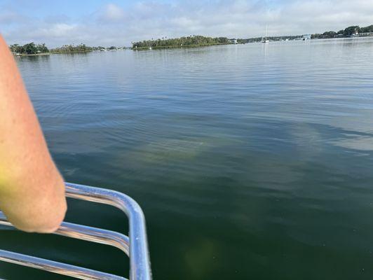 Manatees just under the water