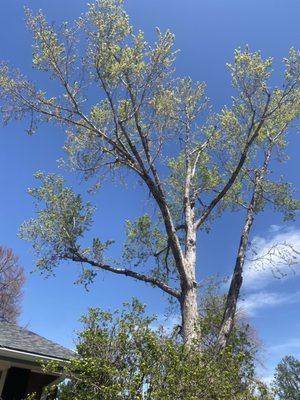 Denver Tree and Landscape