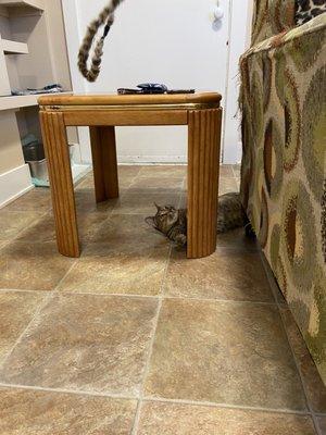 Cat under table