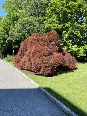 Specimen Tree
Westchester County