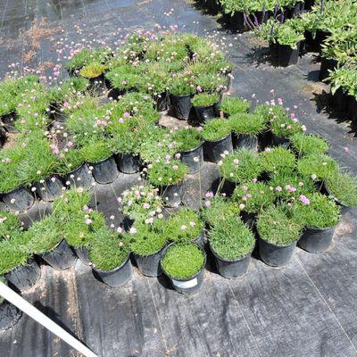 Drought tolerant plants grown from Magic cuttings for 1 & 5 gallon sales,