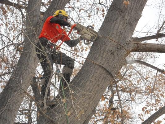 We work closely with the City of Louisville, here we are removing a hazardous Cottonwood at Sundance Park!