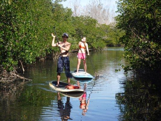 Paddle boarding through the mangroves on the Indian River Lagoon