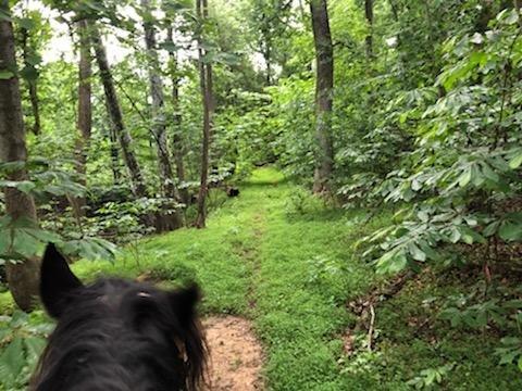 Two mile trail on property. 5,000 acres of horse-privileged acres across the street.