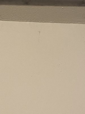 Black mold spots on ceilings