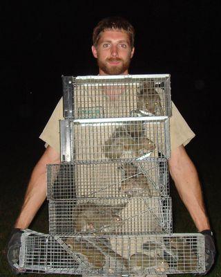 Squirrel Removal