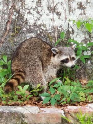 Release of a young Racoon.