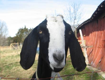 One of the friendly goats