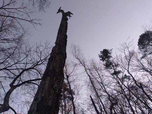 Taking out some old dead trees