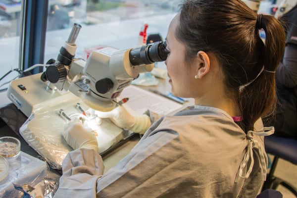 Technician microscopically preparing hairs for transplantation. All Shapiro Medical Group surgical procedures are performed by physicians.