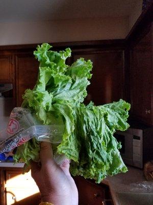 Clovis NM Walmart. You would think anyone would know this is a bad head of lettuce. Got this an hour ago at Walmart curbside pick up.