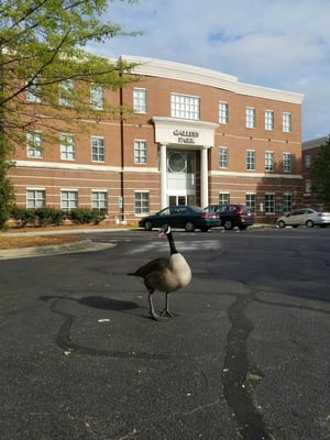 Carolina Neuroscience Institute