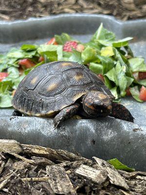 Red Foot Tortoise