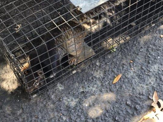 This is one of the ground squirrels that was chewing wires. Keep your cars in the garage if possible, especially foreign cars.