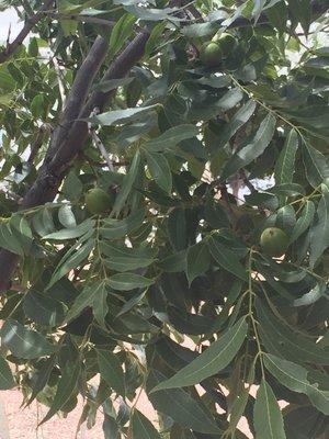 Pecan trees