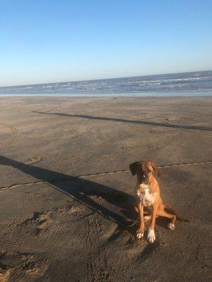 My pup's first visit to the Gulf