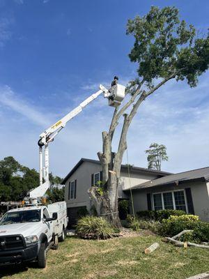 Harvey’s Tree Surgeons