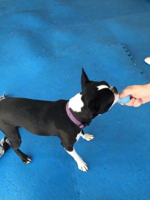 Fenway is trying to get an afternoon game of fetch/chase started!!!!