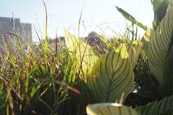 Grasses and Canna's overlooking the Brooklyn Museum