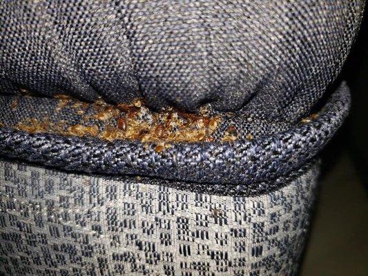 High Infestacion of Bed Bugs