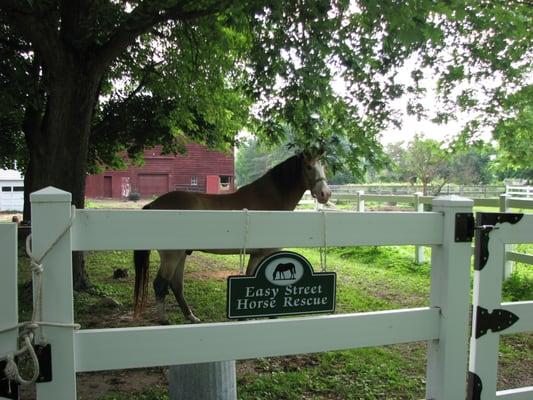 Easy Street Horse Rescue